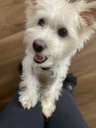 Do people give their cats middle names?