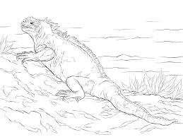 Whitepages is a residential phone book you can use to look up individuals. Marine Iguana Coloring Page Free Printable Coloring Pages For Kids