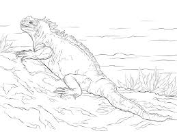 Whether it's to pass that big test, qualify for that big prom. Marine Iguana Coloring Page Free Printable Coloring Pages For Kids