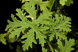 Image result for Pelargonium grossularioides