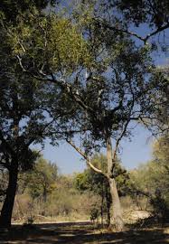 Image result for Croton megalobotrys