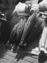 Image result for Athrixia phylicoides