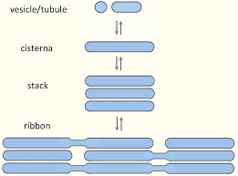 5) why do plant cells possess large sized vacuole ( 2 marks). Frontiers A New Look At The Functional Organization Of The Golgi Ribbon Cell And Developmental Biology