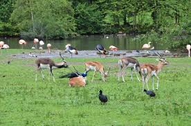 Only a few lemurs and the 16 giraffes remained. Animaux Photo De Parc De Cleres Tripadvisor