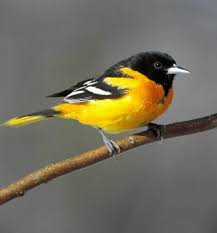 Add some orioles magic to your birthday on april 6, 1979, the oriole bird hatched out of a giant egg at memorial stadium and became the official mascot of the baltimore orioles. Bird Sounds And Songs Of The Baltimore Oriole The Old Farmer S Almanac