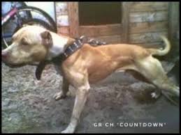 Pin On American Pit Bull Terrier Apbt Game Dog Working Pitbull Conditioned Apbt Pitbull Bull Dogs Pitbull Dog Red Nose Adba