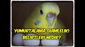 disi muhabbet kusu hamilelik yumurtlama belirtileri nedir youtube