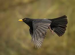 Male Blackbird in flight Yorkshire