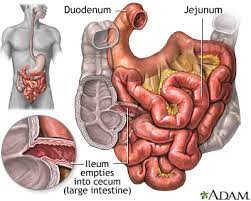 It is small intestine which, though small in diameter, is the longest part of the. Small Intestine Medlineplus Medical Encyclopedia Image