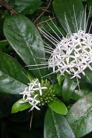 Image result for Euphorbia crebrifolia