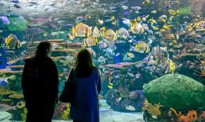 Ripley'S Aquarium Of The Smokies - Sharks Swimming Above My Head!  (Gatlinburg, Tn) - Youtube