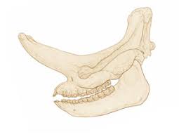 The female megacerops had her own smaller appendages, which she might have used for protecting calves from predators. Brontotheriidae Perissodactyl