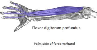 Deep to the flexor digitorum superficialis is the flexor digitorum profundus. Flexor Digitorum Profundus Origin Action Insertion Study Com