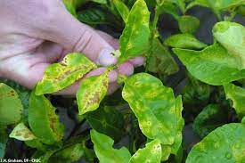 Oil and copper sprays can also control greasy spot. Fact Sheet Citrus Bacterial Spot Citrus Diseases