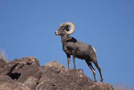 Beautiful photo gallery, pictures and photos for sheep pictures, photographed by professional travel, nature and wildlife photographer rolf hicker. Blm Will Study Impacts On Bighorn Sheep Further Before Making Helicopter Permit Decision Upr Utah Public Radio