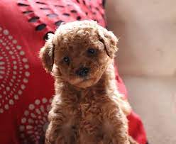 Maybe you would like to learn more about one of these? Cockapoo Puppies For Sale