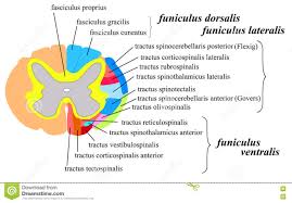 Systeme Nerveux La Matiere Blanche De Moelle Epiniere Illustration De Vecteur Illustration Du Cordons Descente 74397613