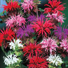 Monarda Bee Balm Mixture Breck S