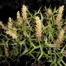 Image result for Grona ramosissima