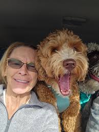 Australian Labradoodle Owners Share Experiences