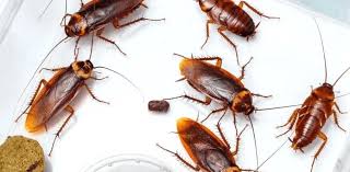 get rid of cockroaches in kitchen