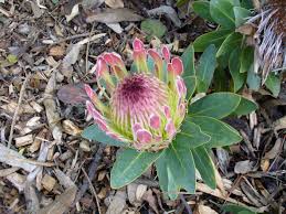 Image result for Protea rupestris