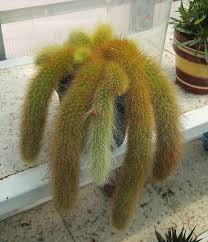 In addition, cacti have spines instead of leaves. Ever Wonder Why Some Cacti Have Hair It S An Adaption To Protect Them Against Frost Intense Heat From The Sun Cactus Plants Trees To Plant Cactus