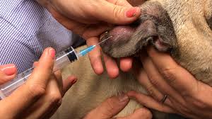 Det er slags veske i den, men den klør ikke. Blodore Pa Hunden Slik Behandler Man Det Einar The Frenchie