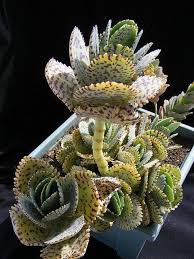 Kalanchoe Marmorata Succulents Plants Succulent Gardening