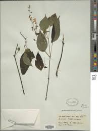 Image result for Isoglossa