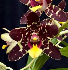 Image result for Angraecopsis amaniensis