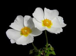 More images for fiori bianchi » 1 Plant Cistus Salvifolius Cisto Femmina Fiori Bianchi Tree Plant Garden Flower Ebay