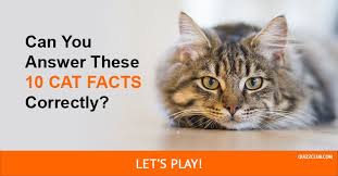 Only True Cat Lovers Can Answer These 10 Cat Facts Correctly Cat Facts Cat Eye Problems Cats
