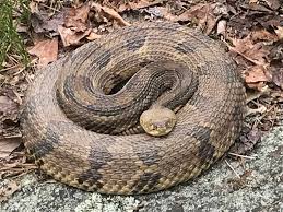 The eastern garter snake is a common terrestrial snake known for the three white or yellow stripes that run down the length of its back. Snakes What To Know About Connecticut S 14 Species Health News Hub