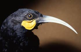 Extinct Huia Bird Feather Breaks Record Price At Nz Auction Becomes Most  Expensive In The World