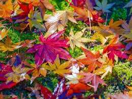 紅葉シーズン到来 もみじ と かえで の違いを知っていますか ウェザーニュース