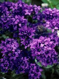 Campanula Superba Bluestone Perennials Flowers Perennials Perennials Plants