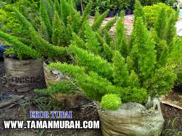 Kategori dari tanaman hias sendiri ada banyak, misalnya tanaman hias bunga, tanaman hias daun, tanaman hias outdoor, tanaman hias indoor, juga tanaman hias untuk bunga potong. Jual Pohon Hias Ekor Bajing Tanaman Hias Bogor Jual Tanaman Hias Murah Tukang Taman Tukang Kolam Minimalis