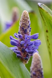 Image result for Pontederiaceae