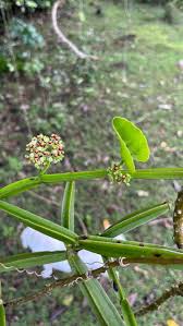 Image result for Cissus
