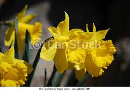 I bulbi da fiore forniscono spesso il primo colore della primavera, che fiorisce da febbraio in alcune regioni. Fiori Gialli Con Bulbi Acquista 20x Bulbi Da Fiore Mix The Yellow Bag Giallo Giallo Bakker Com Galleria Delle Foto Dove Trovi Centinaia Di Progetti Dei Migliori Designer Mosongmosomo
