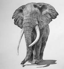 Bull Elephant By Mike Oconnell Realistic Animal Drawings Elephant Drawing Pencil Drawings Of Animals