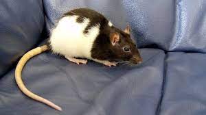 125 Cute And Clever Names For Your Pet Rat Pethelpful