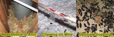 Image result for squirrel poop