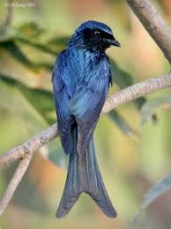 Small Black Bird With Red Neck Pin On Birds Kuslar