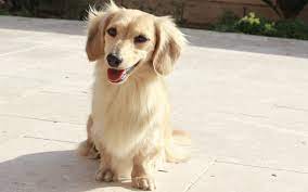 Find dachshund puppies for sale and dogs for adoption. Crown Dachshunds Beautiful English Cream Long Haired Miniature Dachshunds Of Southern California