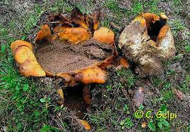 Image result for Scleroderma polyrhizon