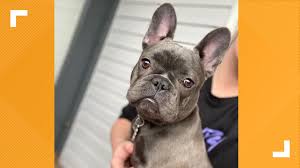 French bulldog puppies for sale in new york (ny), usa. French Bulldog Missing After Car Theft In Buckhead Atlanta 11alive Com