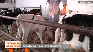 Luleburgaz Yunus Veteriner Klinigi Part 2