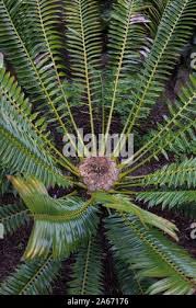 Image result for Encephalartos chimanimaniensis